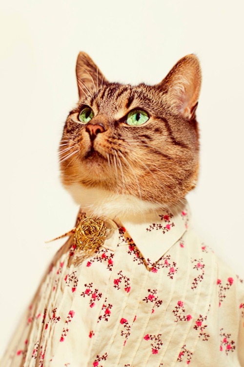 Sex jasonmcgroartyphotographer:  Cat Couture pictures