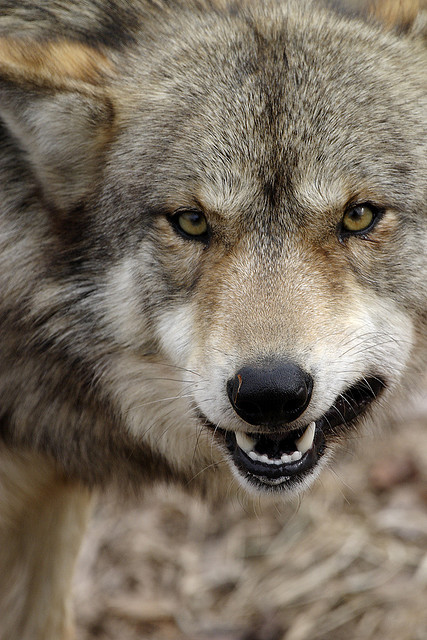 wolveswolves:  Eating wolf by Tim Lester
