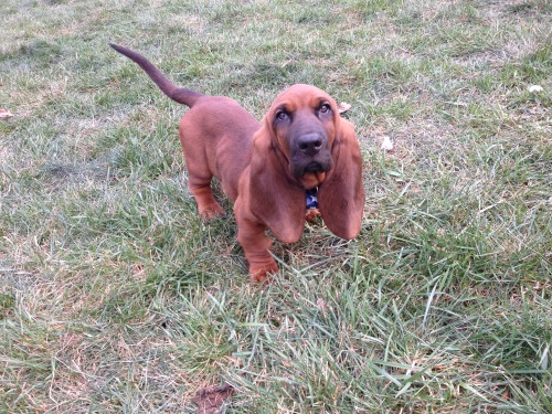 handsomedogs:  Our basset hound puppy, Copper! @Susiron