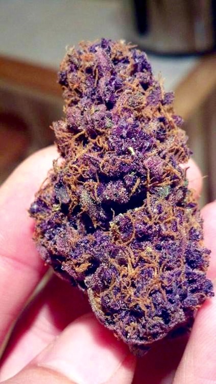 Porn Purp photos