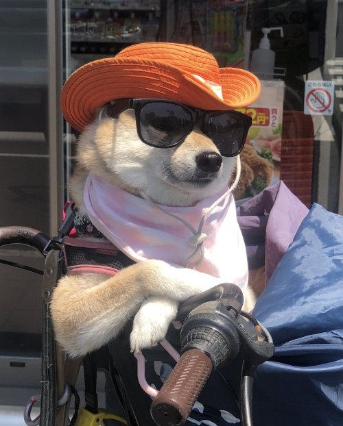 good boi in style