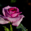 pinkrosepetalkisses