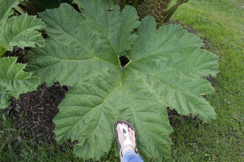 biodiverseed:GunneraI remember visiting a relative’s garden outside of Vancouver, Canada when I was 