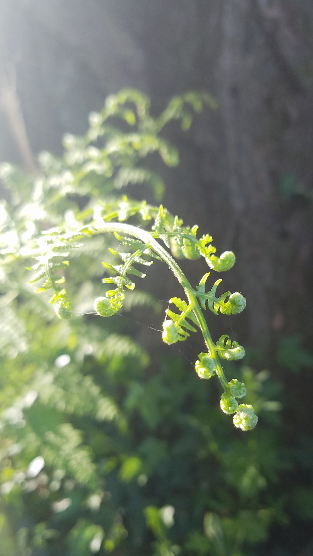 muddyandfoxgloved:   Unfurling   🌿   