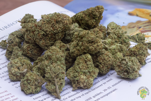 iamoppo:Blueberry (Oregon Purple Thai x Juicy Fruit Thai x Afghani)