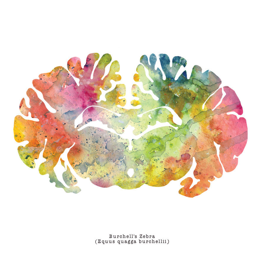 artagainstsociety:  Watercolor Animal Brain Paintings by J. Sayuri