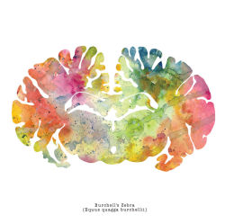 artagainstsociety:  Watercolor Animal Brain