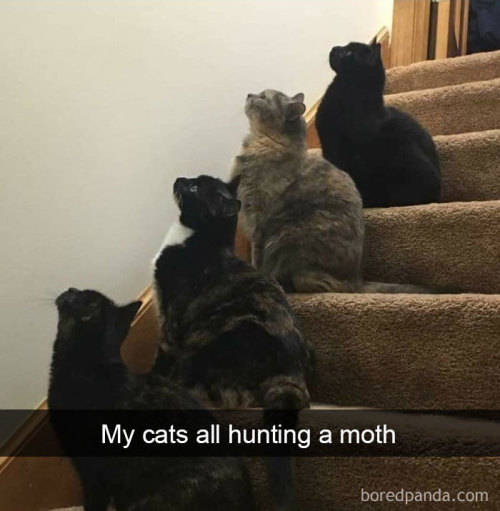 deweydell25: awesome-picz: Hilarious Cat Snapchats That Will Leave You With The Biggest Smile (part 