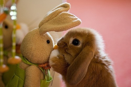 Baby Animal Posts