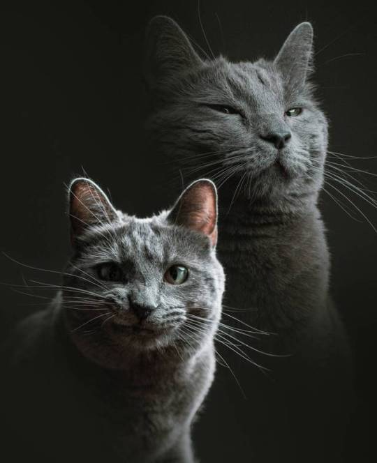 world-of-cats:  Source