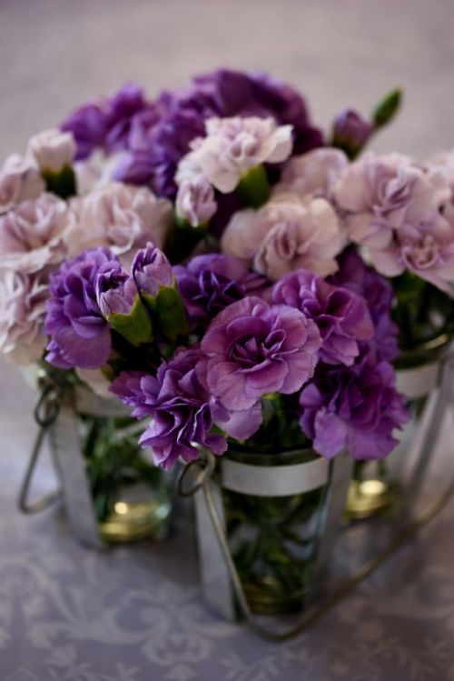 katysflowersandantiques:     Dianthus caryophyllus flowers Source 
