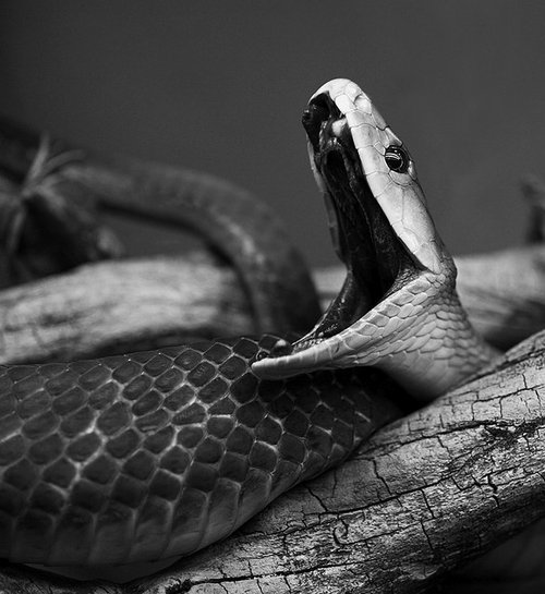 pythox:  Yawning snakes. It’s like they’re trying so hard to look scary/badass and yet i can’t help but finding them just super-adorable. 