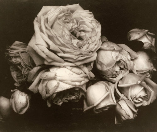 xushima:Edward Steichen, Heavy Roses,1914