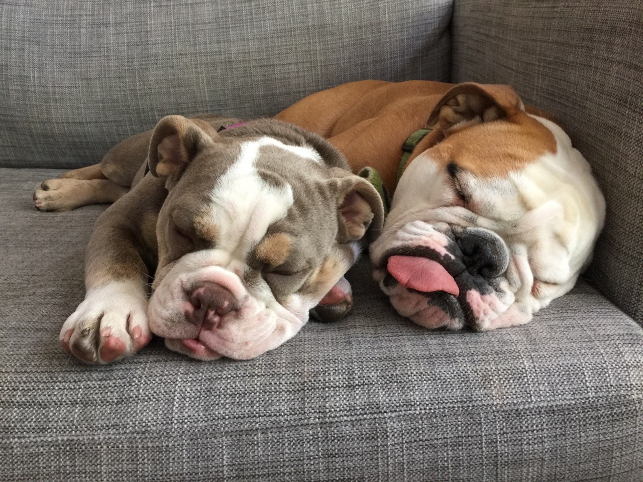 English Bulldog Love