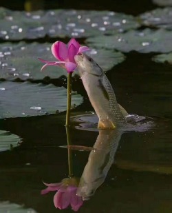 roseoilz: fish n flower….he is happy 💗