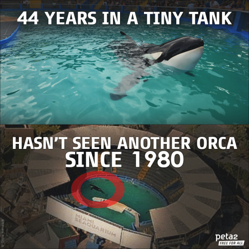 long-islanddd:peta2:HUGE, HAPPY NEWS!Lolita is an orca who lives in the SMALLEST orca tank in the Un