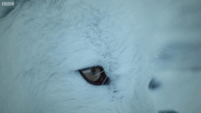 An Arctic Fox gets its tongue stuck on the frozen metal of an Alaskan snow plow while scavenging for
