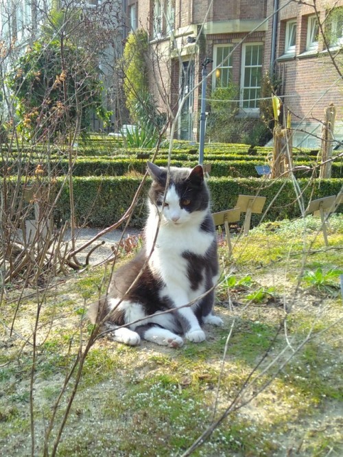 keinkaiser: We ran into this literal fairy of a tailless cat at the botanical gardens of Amsterdam. 