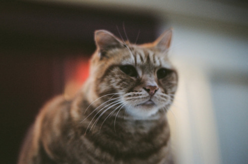 Parisian Cat 