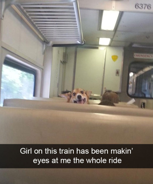 animalsnaps:Animal snaps