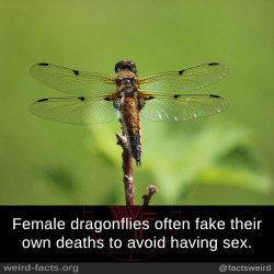 mindblowingfactz:   Female dragonflies often