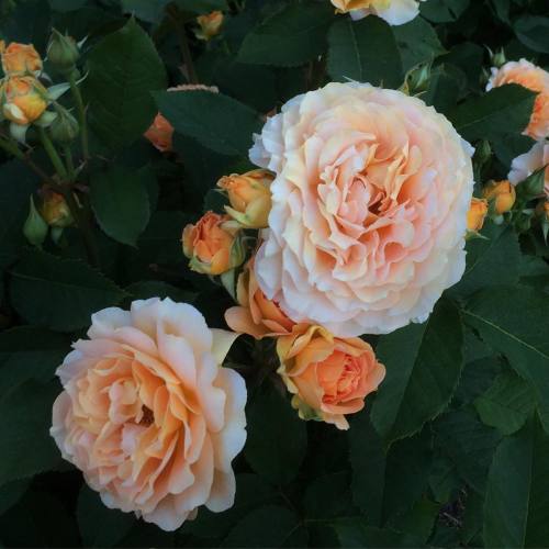 floralls:   by  jardinebotanic    