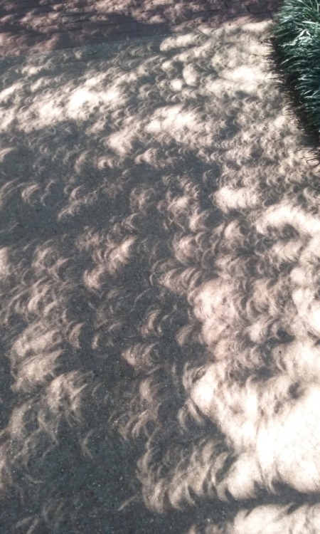 cometcrystal:eclipse shadow pictures! theyre porn pictures