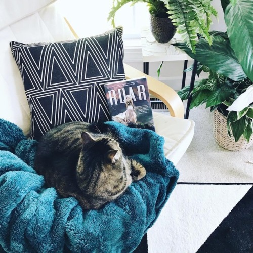 herbookishthings:Who’s reading Roar this week? What do you think so far? I’m liking the 