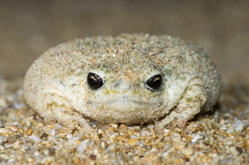 toadschooled: The sandhill frog [Arenophryne rotunda] is a plump little burrower native to the weste