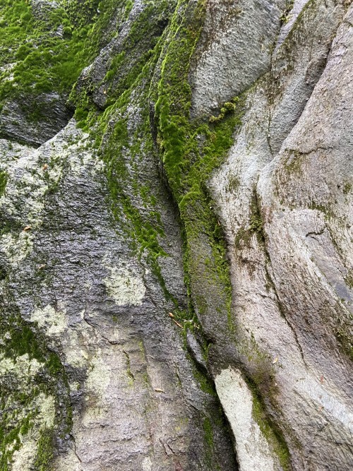 Moss All Monitor With Moss, Year Million Age Rock, Highly Folded By High Pressure Monitor With Ephemeral