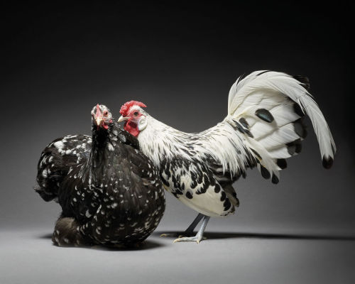 owlphallacies:themisspicasso:awesome-picz:Chicken Couple Photographs Show The Diversity Of Love. mer