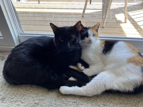 thecolossalennui:Mr. Kitty and Cookie, my inseparable duo. She’s loved him since she was 6 weeks old