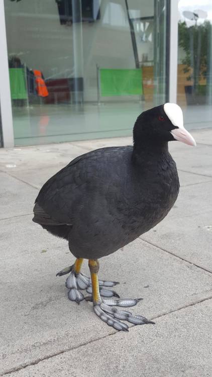 muriels-wife:sophiecale:thetatteredveil:parakeet:“Although it swims like a duck, the American Coot d