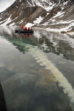 cr0w-jane:  Iceland to Svalbard by buen viaje on Flickr. Fin whale carcass the bears have been feeding on for the past year. 