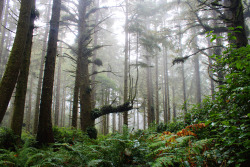 bright-witch:  Washington Coast Old Growth Forest, photographed by me.