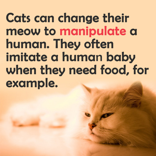 Cat Facts — 33 things about cats you probably didn’t know! We gathered here the most int