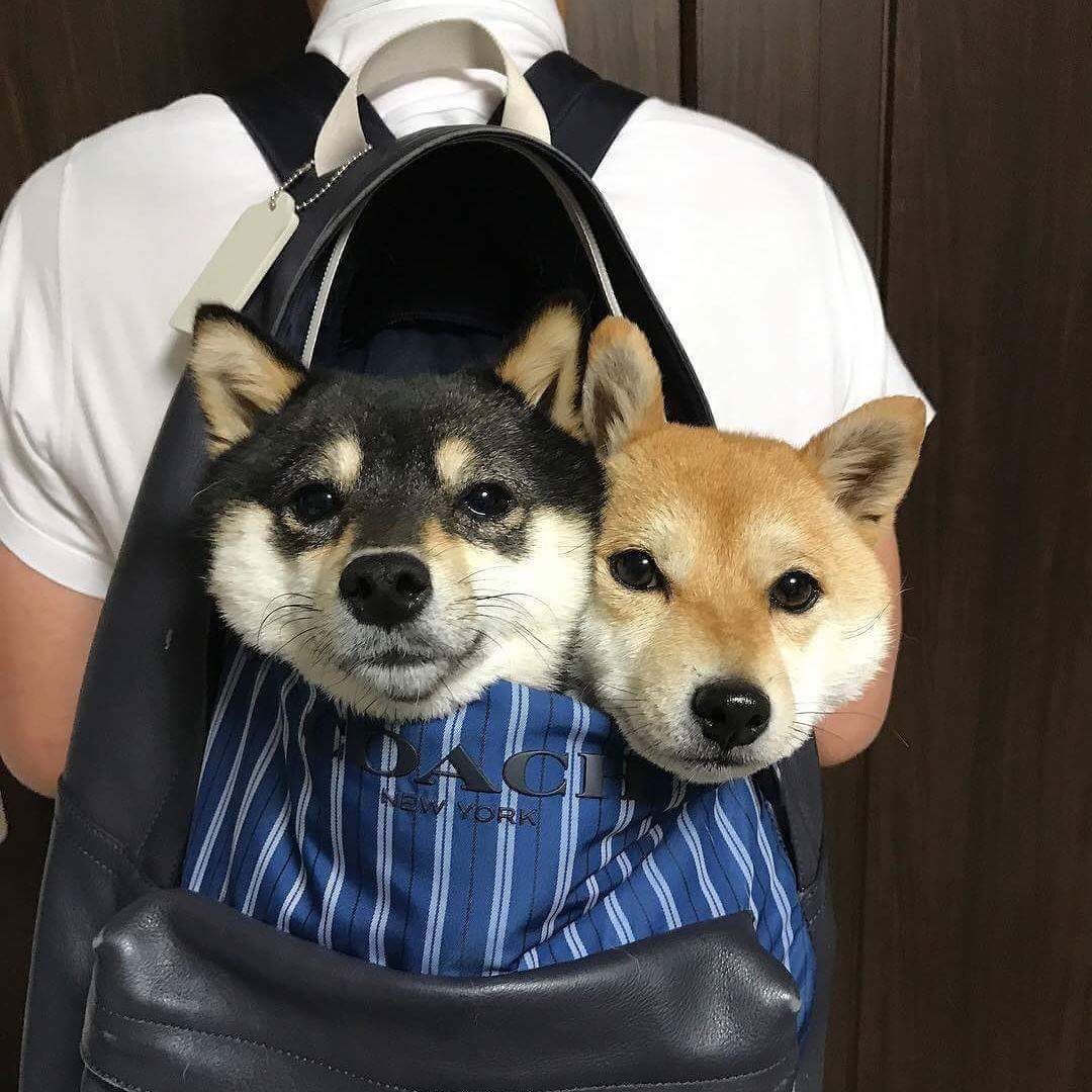 (⁄ ⁄•⁄ω⁄•⁄ ⁄)