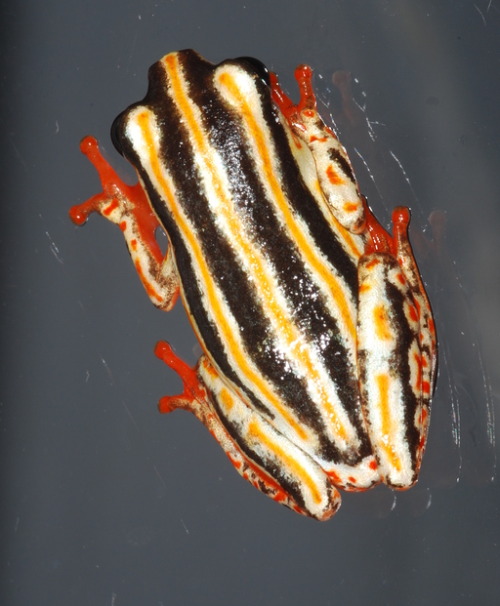 toadschooled:The marbled reed frog [also known as the painted reed frog, Hyperolius marmoratus] is a