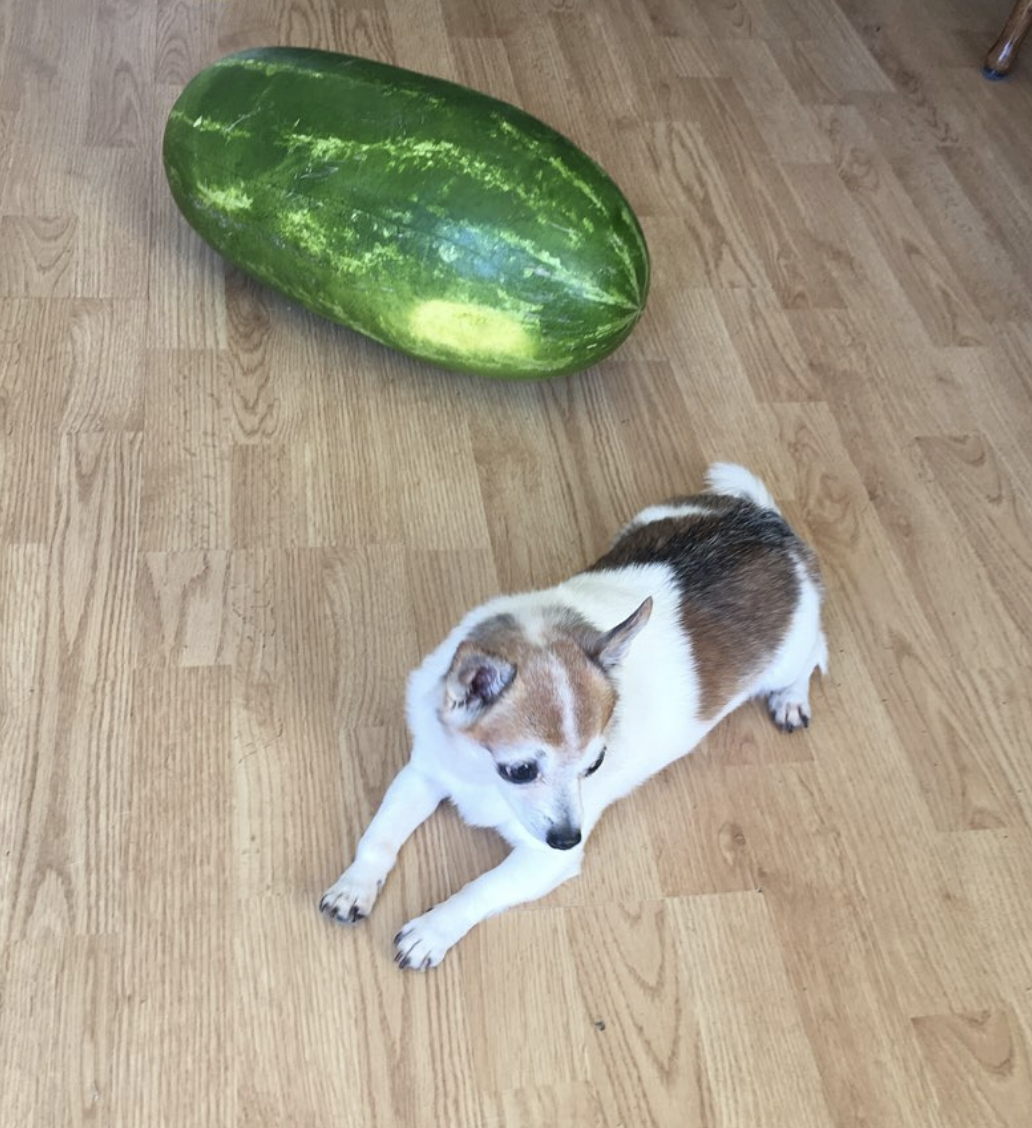 eatingwithdogs:  ✨🐶🍉