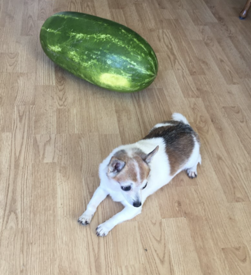 Porn photo eatingwithdogs:  ✨🐶🍉