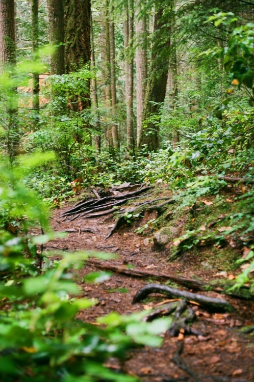 matchbox-mouse:Lushly green day in the woods.