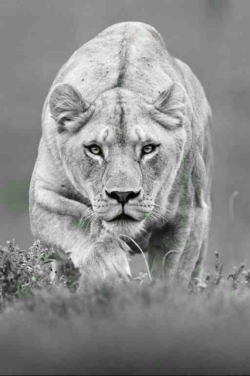 cravehiminallways212:  The hunt is always better when your queen is just as hungry.- African proverb   My ever hungry girl&hellip;💋