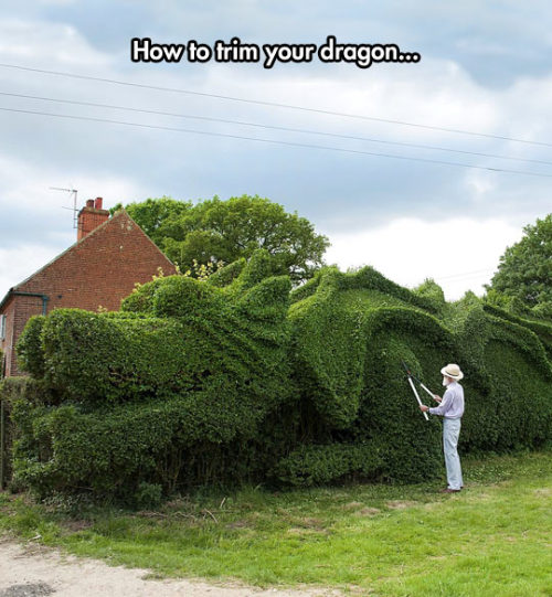 XXX srsfunny:Trim Your Dragon photo