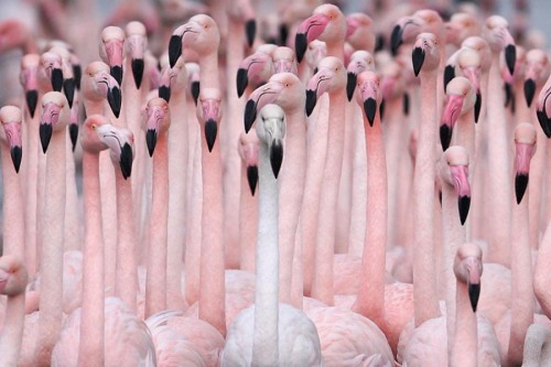 Luigi Piccirillo (Italian, Viareggio, Italy) - Greater Flamingo (Phoenicopterus Roseus) Flock, Camar