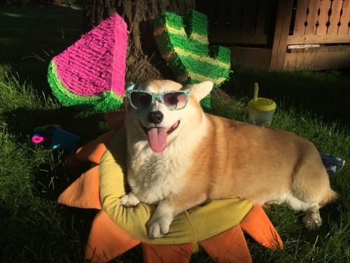 scampthecorgi:Happy Summer!
