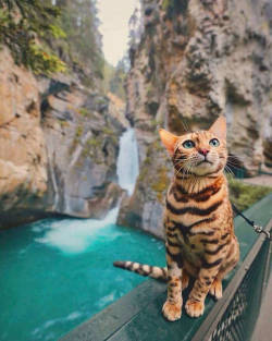 dawwwwfactory:  Suki the traveling cat Click