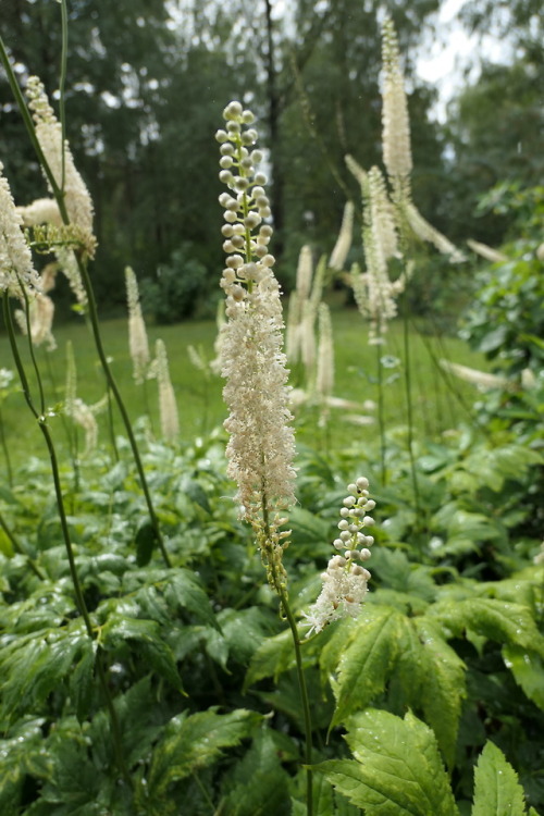 Actaea racemosa— black cohosh a.k.a. black bugbane a.k.a. black snakeroot a.k.a. fairy candle