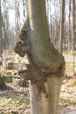 coolthingoftheday:  A grave marker in   St. Petersburg, Russia fuses with a tree and breaks as the tree grows. 