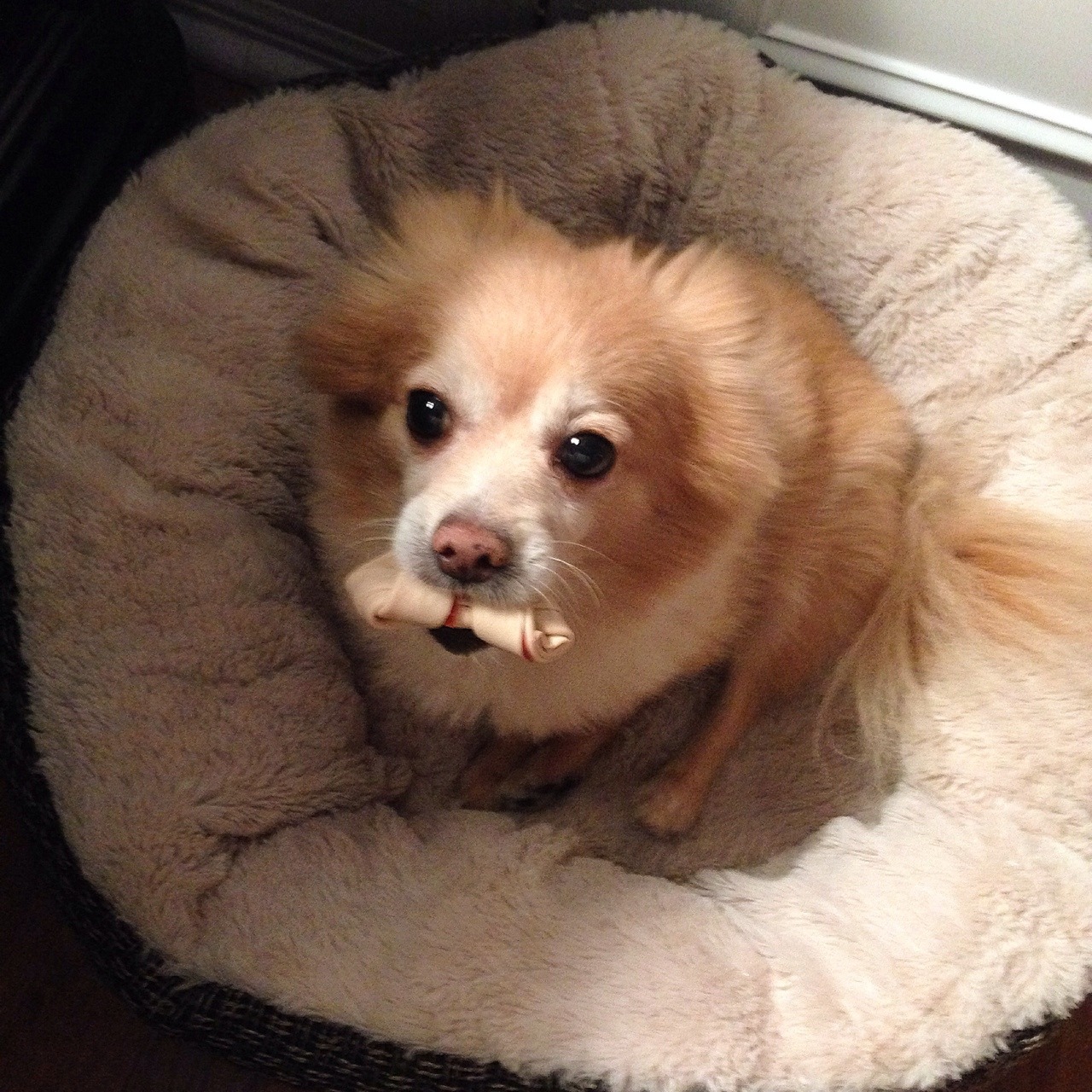 chickennuggetwastaken:
“ I don’t care if it’s bedtime. No one is taking my chew….I mean no one.
”
Nugget break.