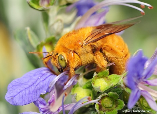 beerightsactivist: skippercifer:  sexyrobutts:  beerightsactivist:  kingsofapathy:  koiotchka:  beerightsactivist:  teacupsandcyanide:  beerightsactivist:  dark bee tumblr show me the forbidden bees   this is the masked bee! she has no friends and hates